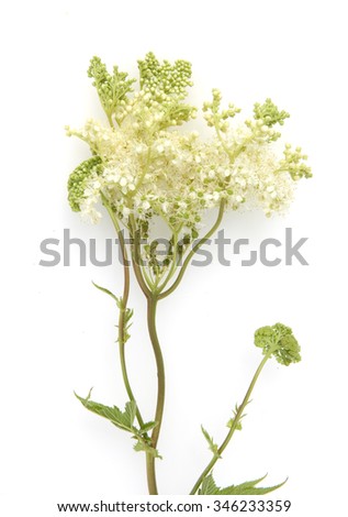 Meadowsweet maedesuess