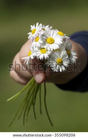 Similar – Foto Bild Gänseblümchen Blume