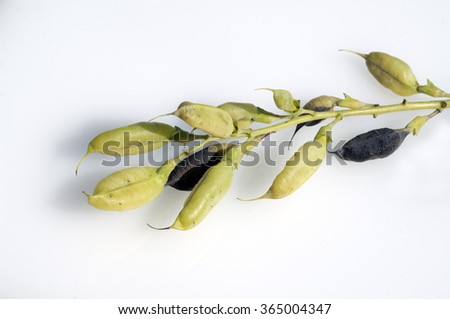 Baptisia tinctoria, seeds Zdjęcia stock © 