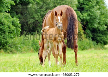 Similar – Image, Stock Photo Horse with little foal