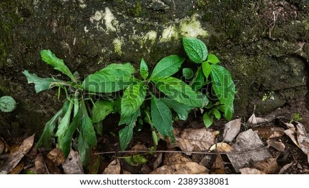 Similar – Image, Stock Photo three withered potted plants with tomatoes in front of urban facade