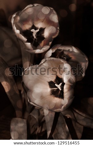 Bouquet of tulips with patches of light, sepia