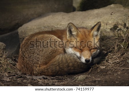 to sleep red fox in the forest