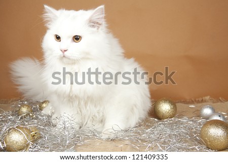 british longhair cat on colored background