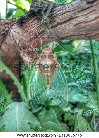 Cicoare/Cicada in Romania only summer Imagine de stoc © 