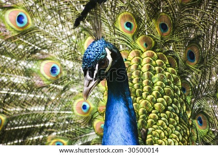 A picture of a paradise bird  peacock flaunting its iridescent colorful train and plumage