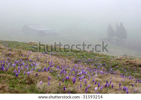 Crocuses blooming in highland on the background of wet ground fog