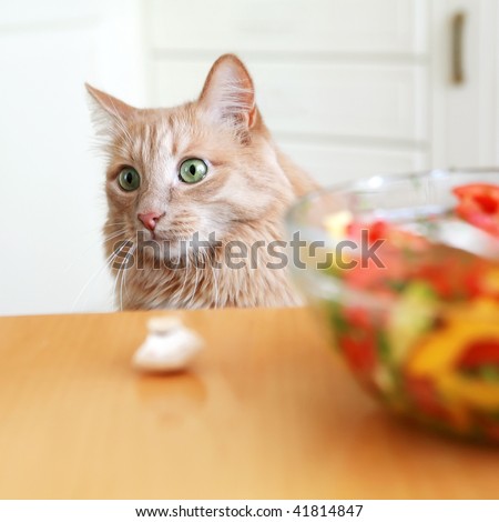 An image of a red cat in the kitchen