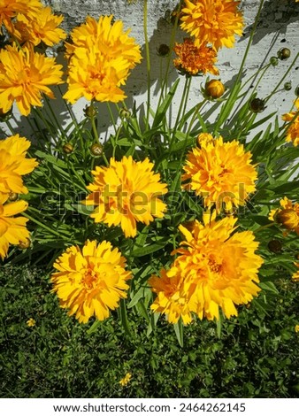 Similar – Image, Stock Photo Inflorescence of Coreopsis Up Tick