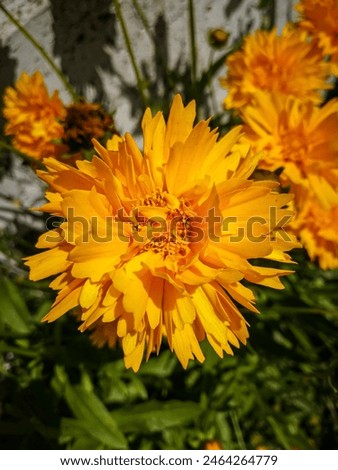 Similar – Image, Stock Photo Inflorescence of Coreopsis Up Tick