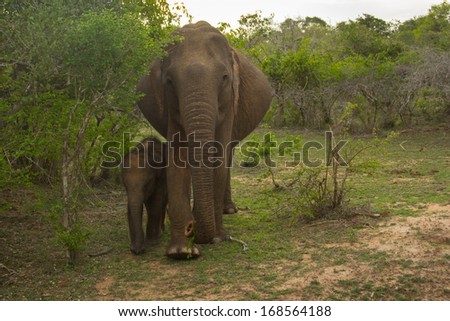Elephant mother with elephant baby in the jungle