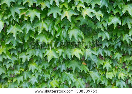 Green ivy leafs as decoration of the house.
