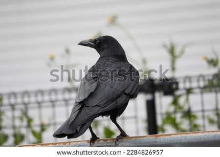 Similar – Image, Stock Photo tree with crows on a foggy day in the forest