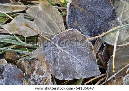 frozen leafs, closeup, abstract background