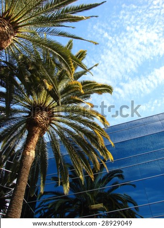 Palm Trees and Office Building Vertical