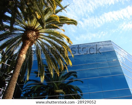 Palm Trees and Office Building Horizontal