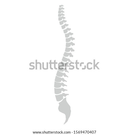 Side view of the spine on a white background