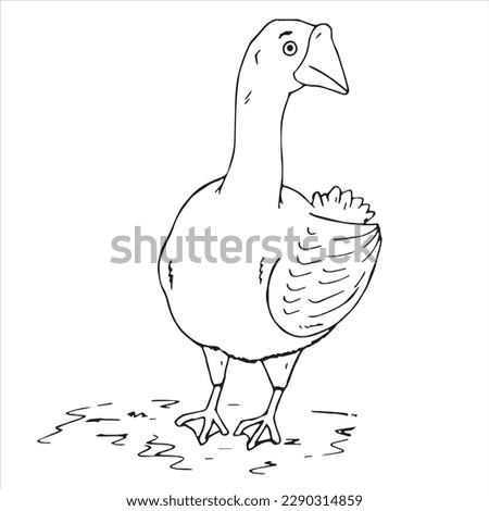 cute cartoon goose clipart page for kids. Vector illustration for children. Vector illustration of goose on white background.