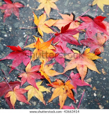 maple leaves on a wet road showing nice autumn colors