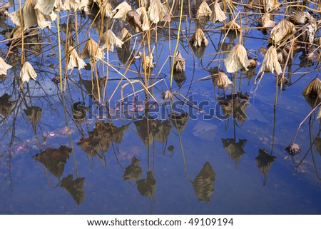 dead lotus leaves reflected of a pond reflection the blue sky, concept for the cycle of life.