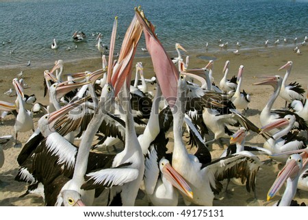 pelicans fight over food thrown to them by a local fish monger on the gold coast, australia.