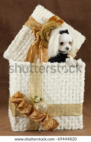 puppy present, a maltese terrier inside a big handmade gift box wrapped with a gold ribbon