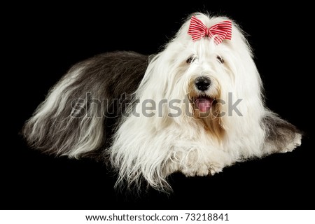classic full grown old english sheepdog isolated on a black background
