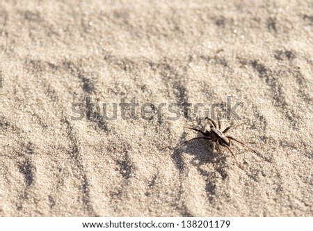 Small wolf spider running on a sandy road