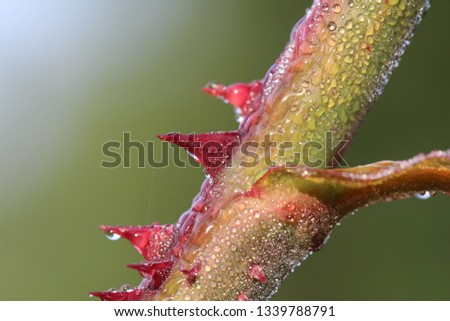 Similar – Image, Stock Photo rose thorn and waterdrop living together for a while