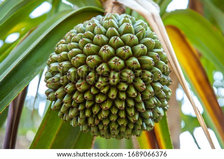 Fruit of the common screwpine (Pandanus utilis), Costa Daurada, Spain Photo stock © 