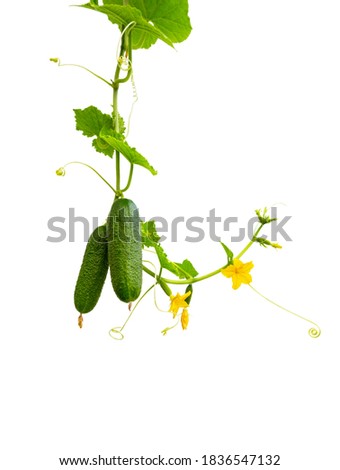 Cucumber plant. Cucumber with leaf and flowers isolated on white background. Growing cucumber plant  in the garden.