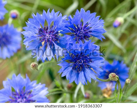 Similar – Image, Stock Photo Blue Cornflower with a green background