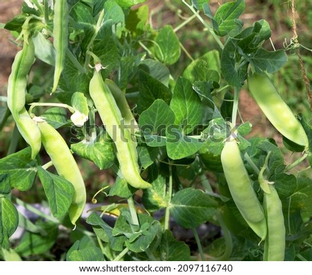 Peas plant growing on the farm. Pods of young green peas. Sweet Pea (pisum sativum).  Zdjęcia stock © 