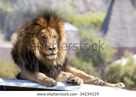 Lion resting on the hood of a land rover