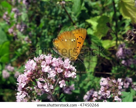 Small red butterfly on flowers