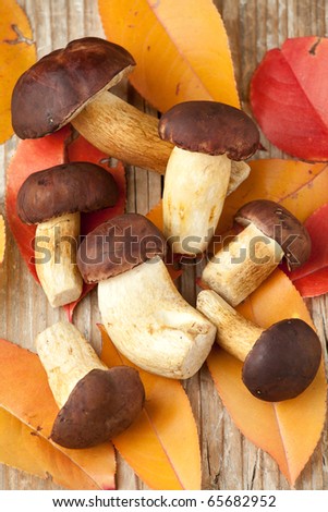 Top view of woods edible mushrooms and autumn yellow abscissed leaves  on the wooden background