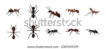 Animal Ant Illustration Vector Set