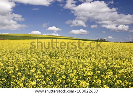 Huge rapeseed field expand until the horizon, Germany