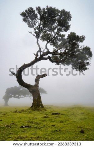 Similar – Image, Stock Photo Old laurel tree