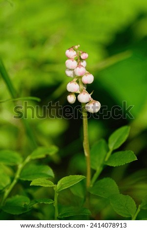 Similar – Foto Bild Pyrola minor, Kleines Wintergrün. Eine Blume mit runden weißen Blütenständen am Stängel. Weiße Blüte in Nahaufnahme im schattigen Wald an einem Sommertag.