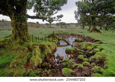 Similar – Image, Stock Photo Old laurel tree