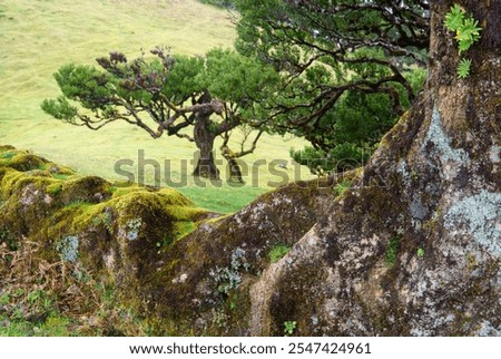 Similar – Image, Stock Photo Old laurel tree