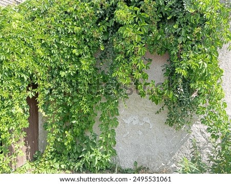 Similar – Image, Stock Photo green tendrils from roof in front of house wall