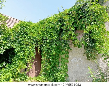Similar – Image, Stock Photo green tendrils from roof in front of house wall