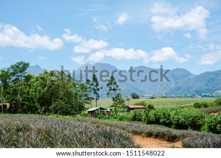 Similar – Foto Bild Ananasplantage. Landschaft Ananasfarm und Berg. Anbau von Plnat. Anbau von Ananas in Bio-Farm. Landwirtschaftliche Industrie. Grüner Ananasbaum im Feld und weißer Himmel und Wolken.