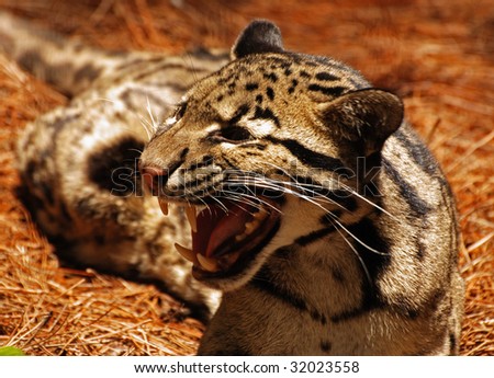 An image of a clouded leopard