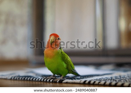 Similar – Image, Stock Photo Beautiful lovebird on a branch