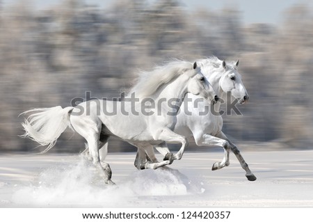 Two white horses in winter run gallop fast