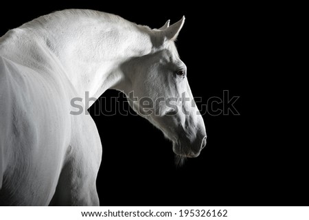 white horse portrait in the darkness