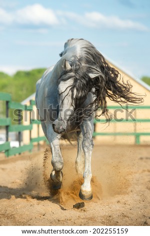 White Andalusian horse portrait